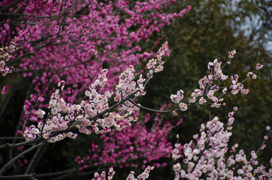 梅花