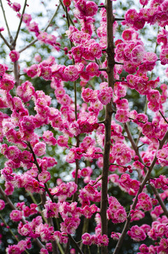 梅花