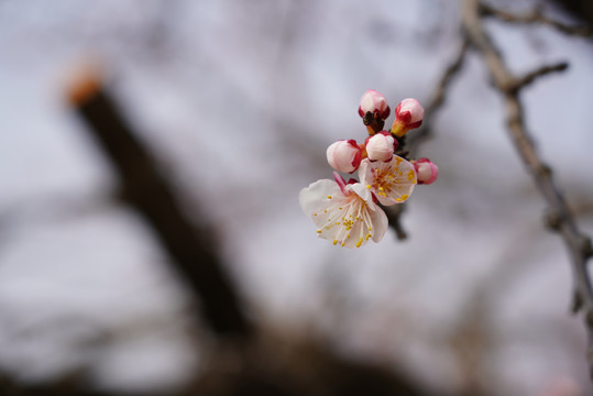 盛开的杏花