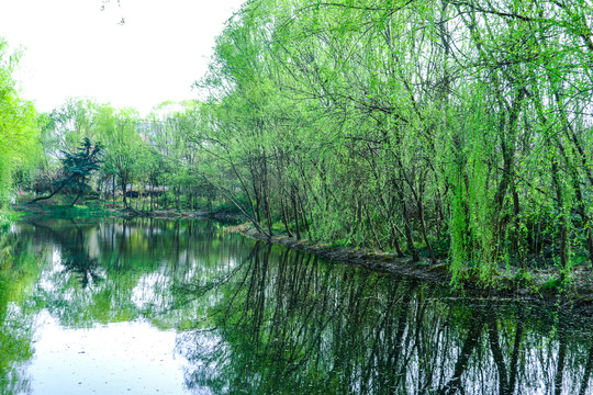 绿树湖水装饰画