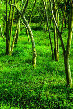 绿色阳光树林