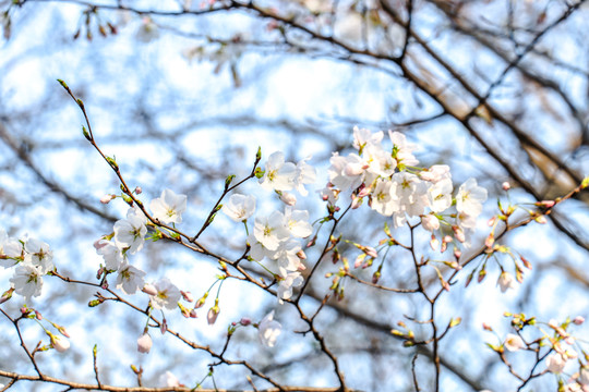 樱花