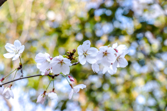 樱花