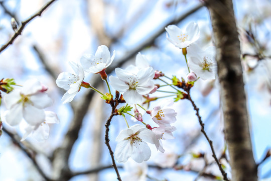 樱花