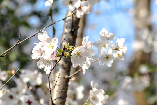 樱花