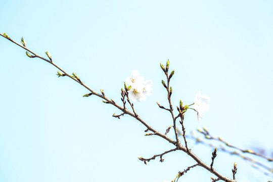 烂漫樱花