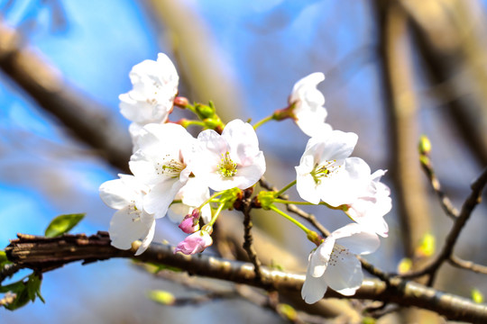 烂漫樱花