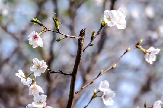 樱花