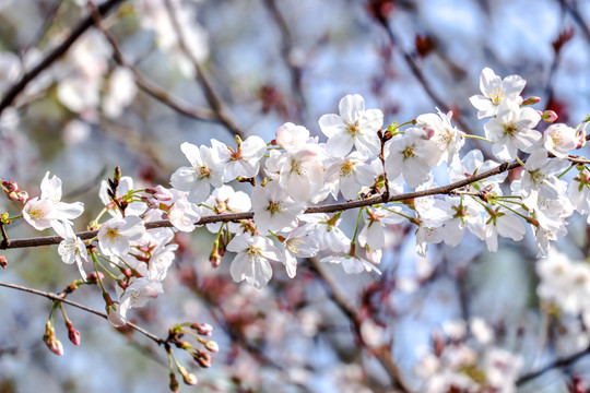 樱花