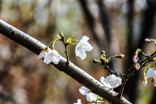 樱花