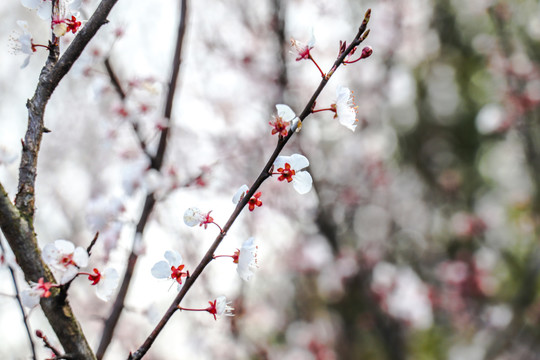 紫叶李