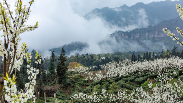 烟雨茶山自然风光