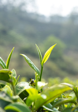 春茶茶芽