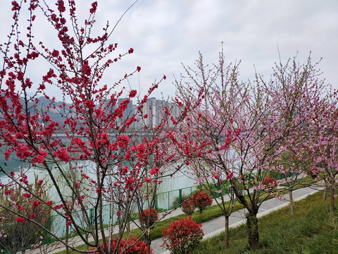 桃花树