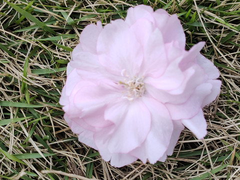 樱花