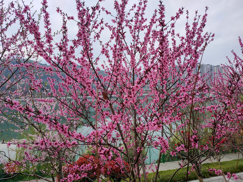 桃花树
