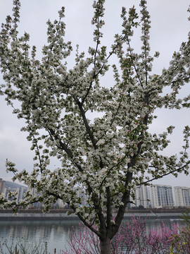 李子树开花