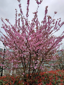 桃花树