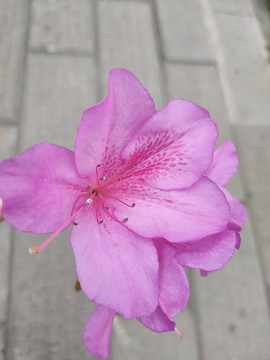 杜鹃花