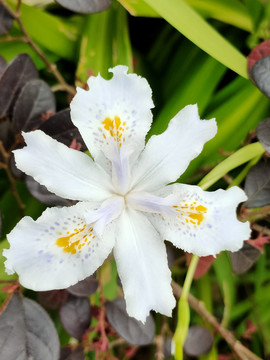 扁竹花特写