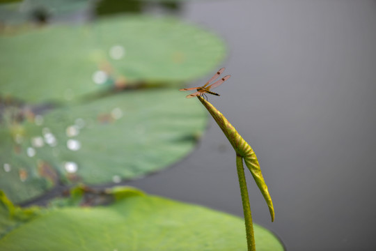 蜻蜓荷尖荷塘池塘
