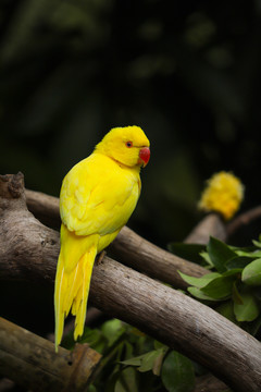 黄色鹦鹉