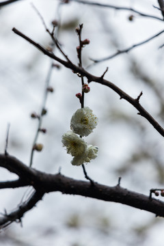 梅花绽放