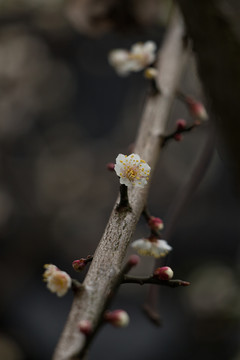 梅花绽放