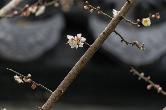 屋檐下的梅花