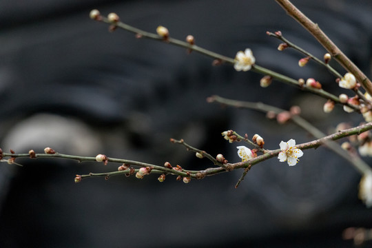 屋檐下的梅花