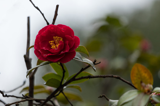 山茶花