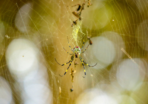 织网的蜘蛛