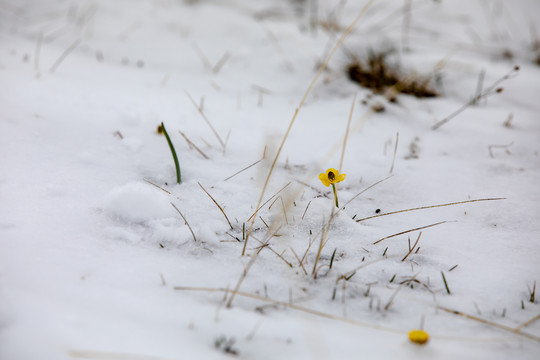 雪地小花