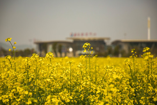 油菜花