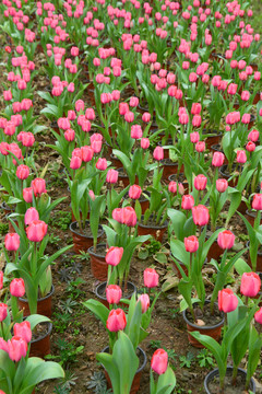 郁金香花圃