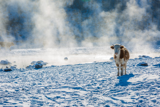 冬季河边雪地一头牛