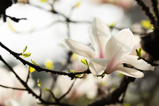 玉兰花