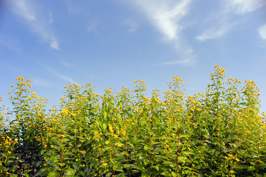 菊芋花