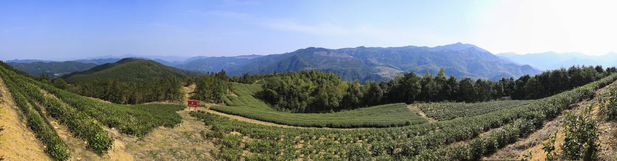 茶山全景图
