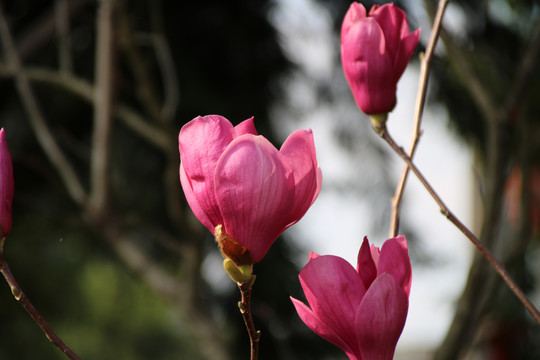 木棉花