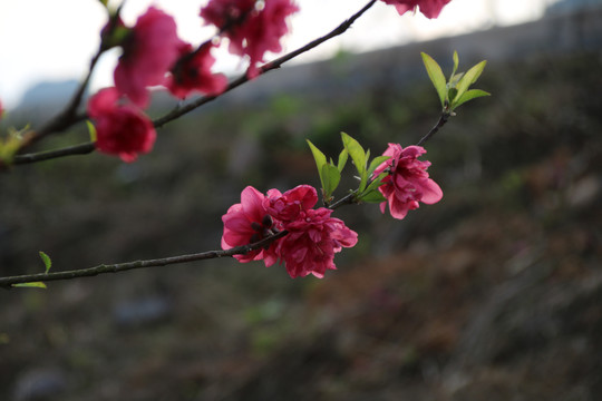 桃花