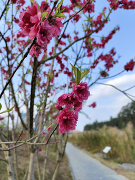 桃花