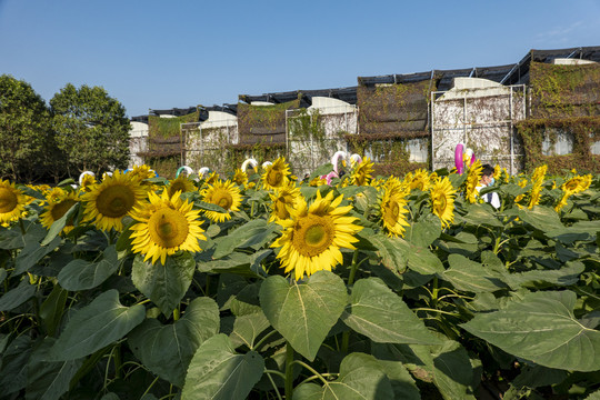 向日葵花田