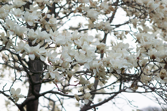 玉兰花开