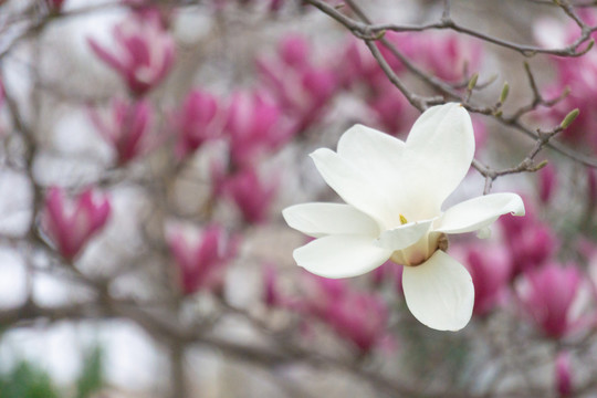 玉兰花开