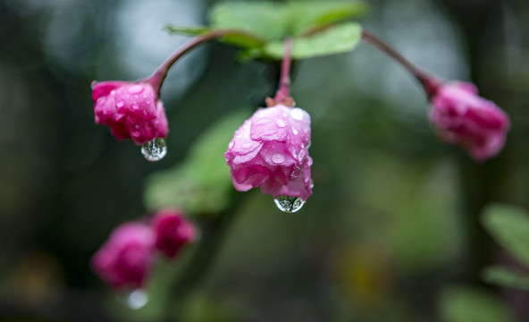 海棠花