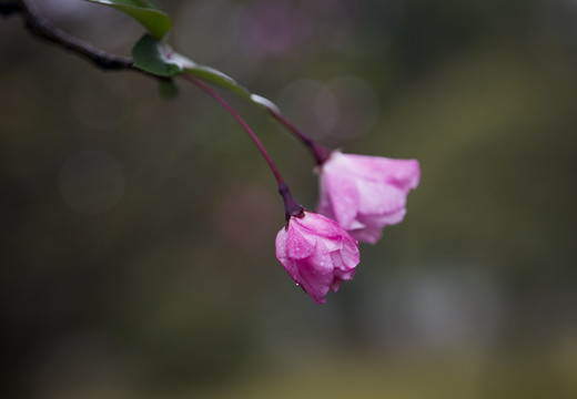 海棠花