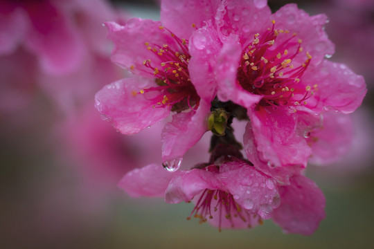 桃花特写