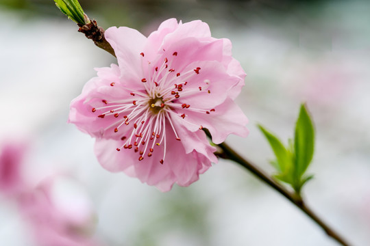 重瓣桃花