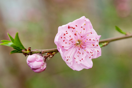 重瓣桃花